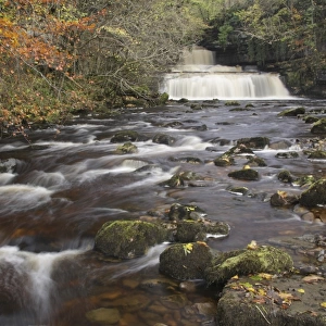 View of waterfall, limestone rocks and autumn leaves, Cotter Force, Cotterdale Beck, Wensleydale, Yorkshire Dales N. P