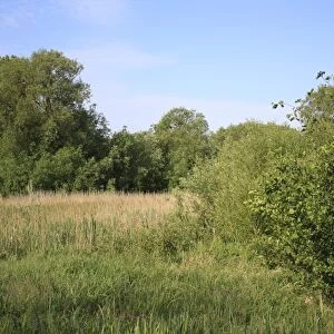 View of wet woodland at edge of reedbed habitat, Little Ouse Headwaters Project, Bettys Fen, Blo Norton