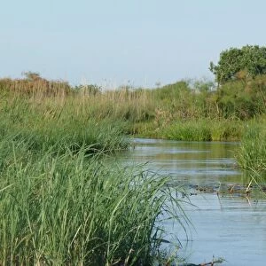 View of wetland habitat, Okavango Delta, Botswana