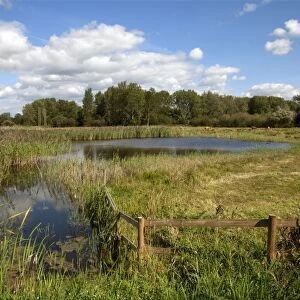 View of wetland habitat with open water and reedbed, Sculthorpe Moor Nature Reserve, Wensum Valley, Norfolk, England