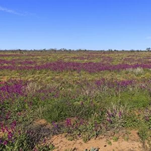 View of wildflowers flowering in desert habitat, Sturt N. P. New South Wales, Australia