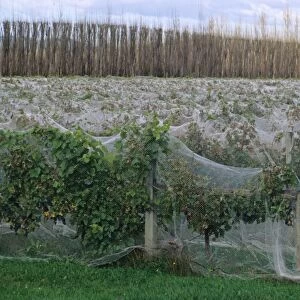 Vineyard with rows of grape vines covered with netting for protection from bird damage, Gisborne, North Island