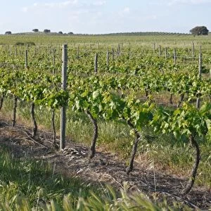 Vineyard with rows of grape vines and supports, Baracina, Portalegre District, Alentejo, Portugal, april