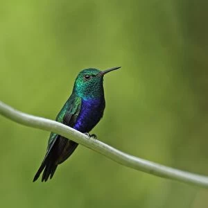 Violet-bellied Hummingbird (Juliamyia julie panamensis) adult male, perched on wire, Chagres River, Panama, November
