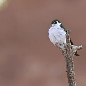 Violet green Swallow - Utah America