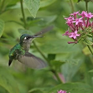 Violet-headed Hummingbird (Klais guimeti merrittii) adult female, in flight, hovering at flower, Cerro Azul, Panama