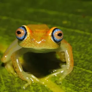 Ranita de Viridiana (Boophis viridis), adulto sentado sobre hoja, Andasibe, Málaga Ranita de Viridiana (Boophis viridis), adulto sentado sobre hoja, Andasibe, Málaga