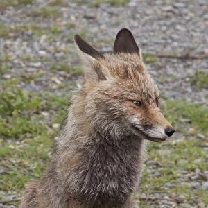 Vixen Red (Iberian) Fox in Monfrague National Park, Extremadura Spain