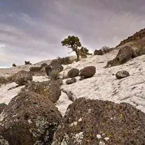 Volcanic boulders from Boulder Mountain, on eroded Navajo sandstone, with dwarfed bonsai Lodgepole Pine