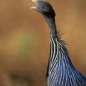 Prints of : African Birds