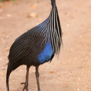 Vulturine Guineafowl (Acryllium vulturinum) adult, walking on track, Tsavo West N. P. Kenya, november Vulturine Guineafowl (Acryllium vulturinum) adult, walking on track, Tsavo West N. P. Kenya, november