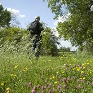 Walker passing through wildflower meadow, near Long Marston, Hertfordshire, England, may