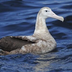 Wandering Albatross (Diomedea exulans) juvenile, swimming at sea, off Cape Town, Western Cape, South Africa, September
