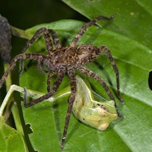 Wandering Spider (Ctenidae sp. ) adult, feeding on Gunther's Banded Treefrog (Hypsiboas fasciatus) prey, Los Amigos Biological Station, Madre de Dios, Amazonia, Peru
