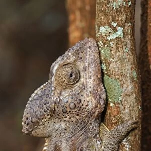 Warty Chameleon (Furcifer verrucosus) adult male, close-up of head, on branch in spiny forest, Berenty Nature Reserve, Southern Madagascar, august