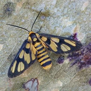 Wasp Moth (Amata huebneri) adult female, roosting amongst dead leaves, Western Australia, Australia