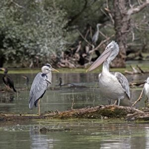Water birds on Lake Kerkini Northern Greece, Grey Heron, Dalmatian Pelican, Little Egret, and Juvenile Cormorants