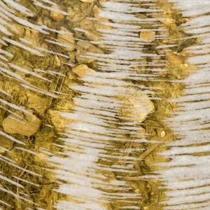 Water Bubbles Print, England Ditch Scene Water Bubbles Print, England Ditch Scene
