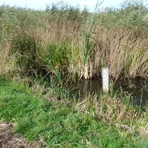 Water depth gauge in reedbed -Minsmere nature reserve Suffolk