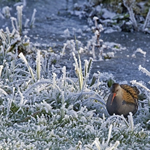 Water Rail (Rallus aquaticus) adult, foraging amongst frosted vegetation at edge of lake, Worcestershire, England, december