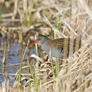 Water Rail (Rallus aquaticus) adult, standing at edge of reedbed, Minsmere RSPB Reserve, Suffolk, England, march