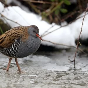 Water Rail (Rallus aquaticus) adult, standing in partially frozen water, Warwickshire, England, January