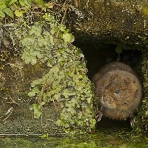Water Vole (Arvicola terrestris) adult, at hole in canal bank, Derbyshire, England, February