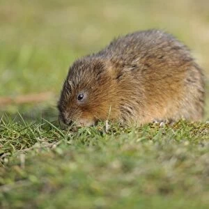 Water Vole (Arvicola terrestris) adult, standing on canal bank, Cromford Canal, Derbyshire, England, March