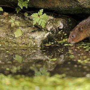 Water Vole (Arvicola terrestris) adult, emerging from burrow entrance amongst rocks on canal bank, Cromford Canal