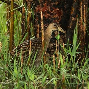 Watercock (Gallicrex cinerea) adult male, non-breeding plumage, wading in marsh, Sri Lanka, december