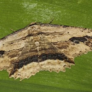 Waved Umber (Menophra abruptaria) adult male, resting on leaf in garden, Thirsk, North Yorkshire, England, May