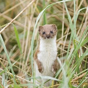 Weasel (Mustela nivalis) adult, standing on hind legs, East Bank, Cley, Norfolk, England, april