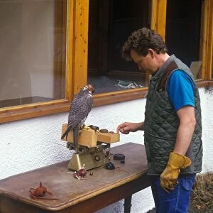 Weighing a Prairie cross Gyr Falcon before flying on a grouse moor