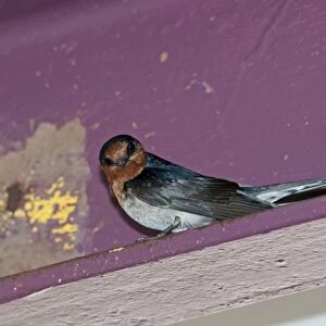 Welcome Swallow (Hirundo neoxena) adult, standing on building ledge, Cairns, Queensland, Australia
