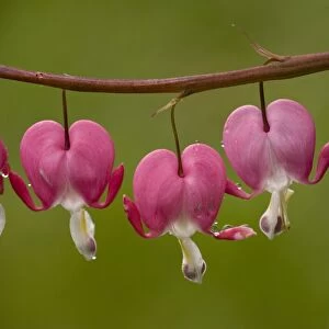 Western Bleeding Heart (Dicentra formosa) close-up of flowers, after rain