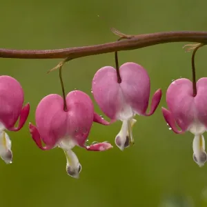 Western Bleeding Heart Print - Close-up of Flowers After Rain Western Bleeding Heart Print - Close-up of Flowers After Rain