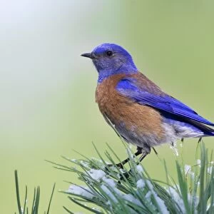 Western Bluebird (Sialia mexicana) adult male, perched on pine needles with snow, U. S. A. winter