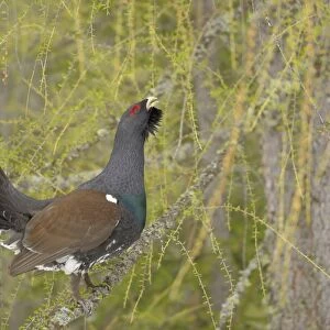 Western Capercaillie (Tetrao urogallus) adult male, displaying from branch in coniferous forest, Italian Alps, Italy
