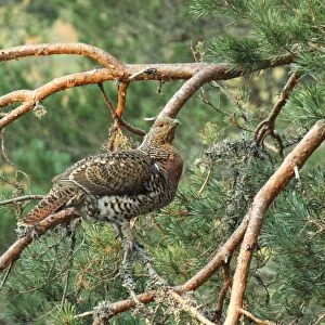 Western Capercaillie (Tetrao urogallus) adult female, watching display from branch in pine tree, Caledonian Forest, Cairngorms N. P. Grampian Mountains, Highlands, Scotland, april