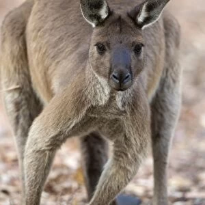 Western Grey Kangaroo (Macropus fuliginosus fuliginosus) adult, Kangaroo Island, South Australia, Australia, February