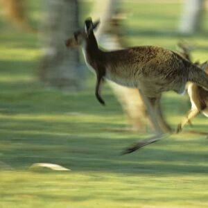 Western Grey Kangaroo (Macropus fuliginosus) Running