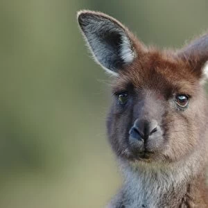 Western Grey Kangaroo (Macropus fuliginosus) adult, close-up of head, Flinders Chase N. P. Kangaroo Island, South Australia