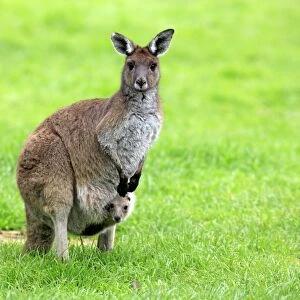 Western Grey Kangaroo (Macropus fuliginosus) adult female with young in pouch, Cleland Wildlife Park, South Australia, Australia