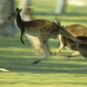 Western Grey Kangaroo (Macropus fuliginosus) Running Western Grey Kangaroo (Macropus fuliginosus) Running