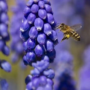 Western Honey Bee (Apis mellifera) adult female worker, in flight, with pollen basket on leg