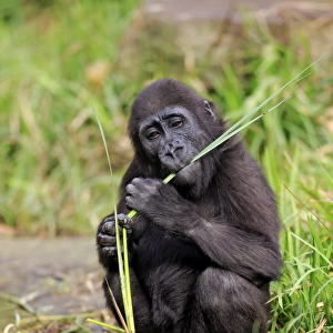 Western Lowland Gorilla (Gorilla gorilla gorilla) young, feeding on stem at edge of water (captive)