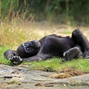 Western Lowland Gorilla (Gorilla gorilla gorilla) young, resting on back (captive)