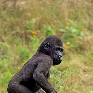 Western Lowland Gorilla (Gorilla gorilla gorilla) young, walking on grass (captive)