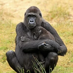 Western Lowland Gorilla (Gorilla gorilla gorilla) adult female holding young (captive)