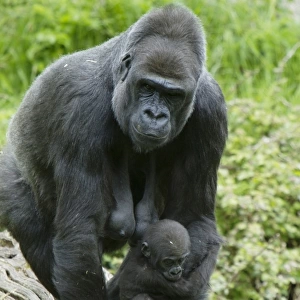 Western Lowland Gorilla (Gorilla gorilla gorilla) adult female holding baby, Durrell Wildlife Park (Jersey Zoo)